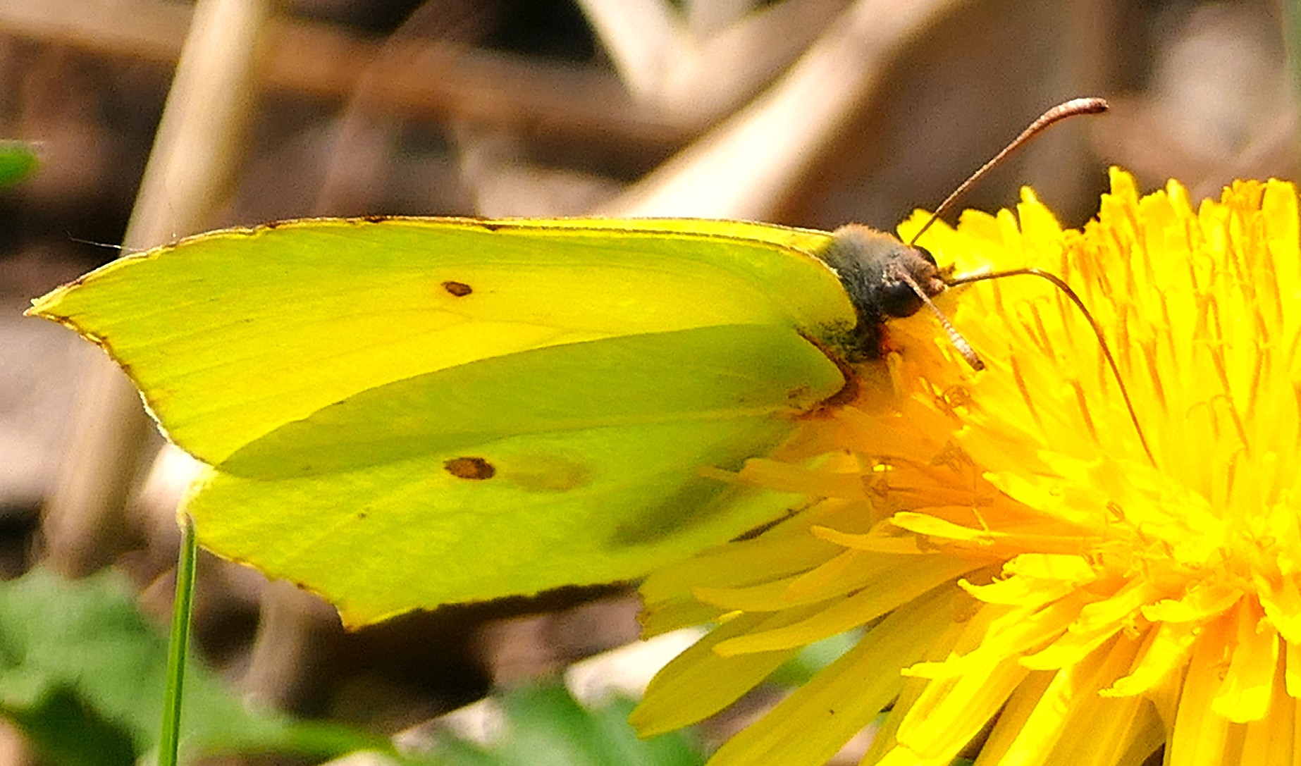 Zitronenfalter