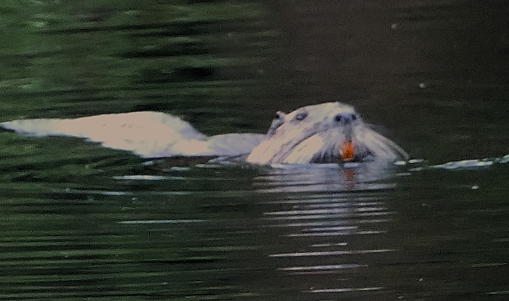 Nutria, Mollbeck