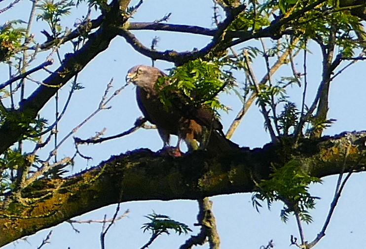 Bussard