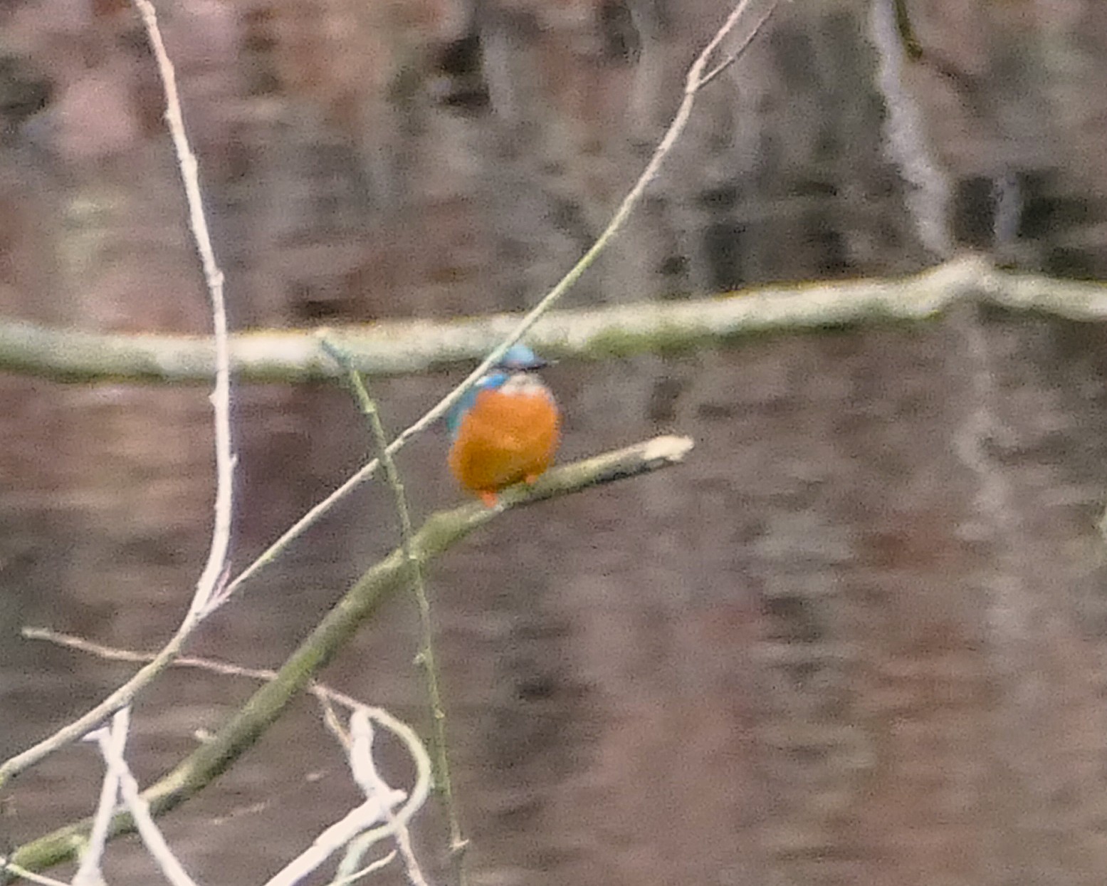 Eisvogel