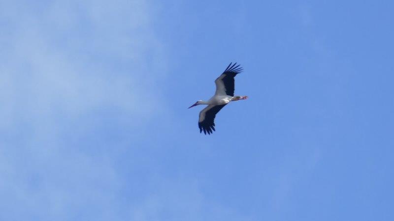 Storch