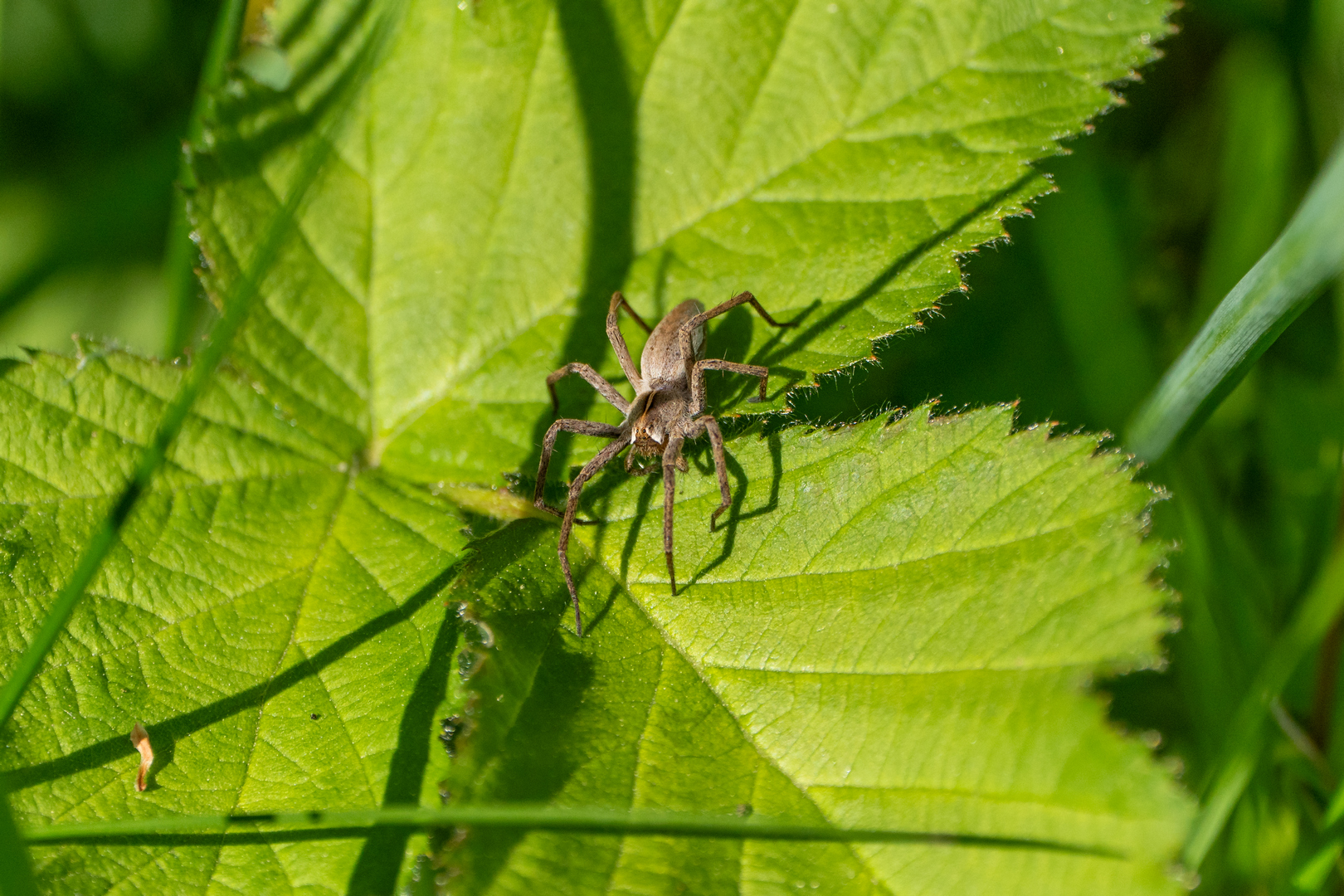 Listspinne