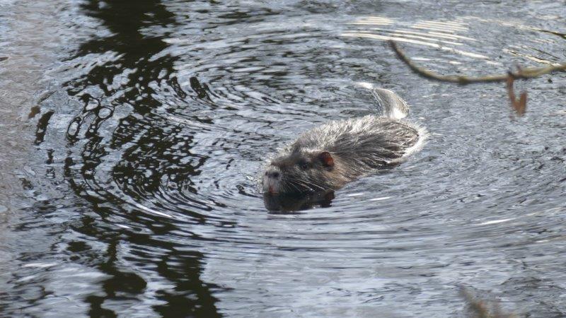 Nutria