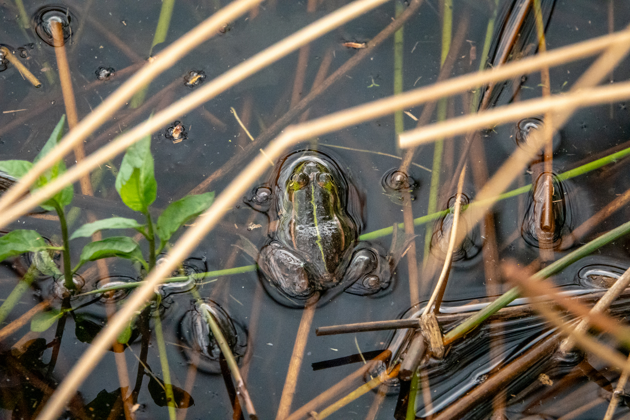 Frosch