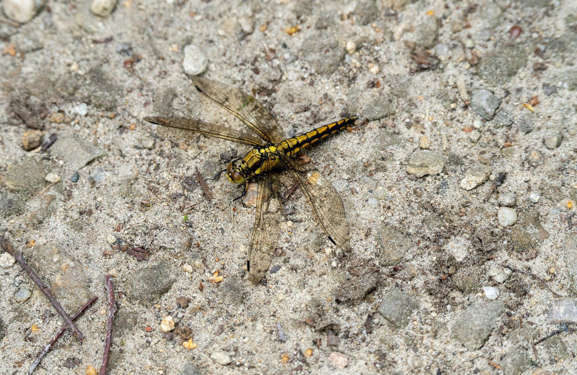 Großer Blaupfeil