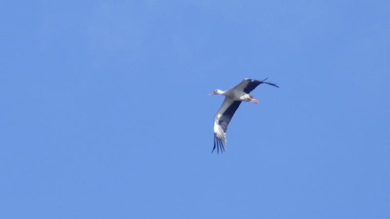 Storch