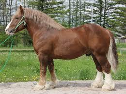 馬の種類　重種