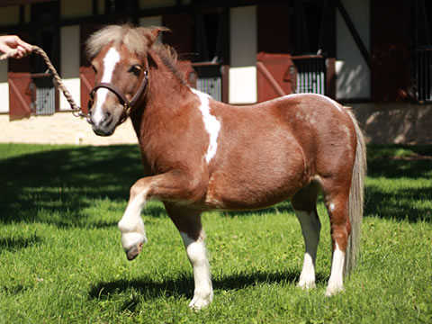 馬の種類　ポニー種