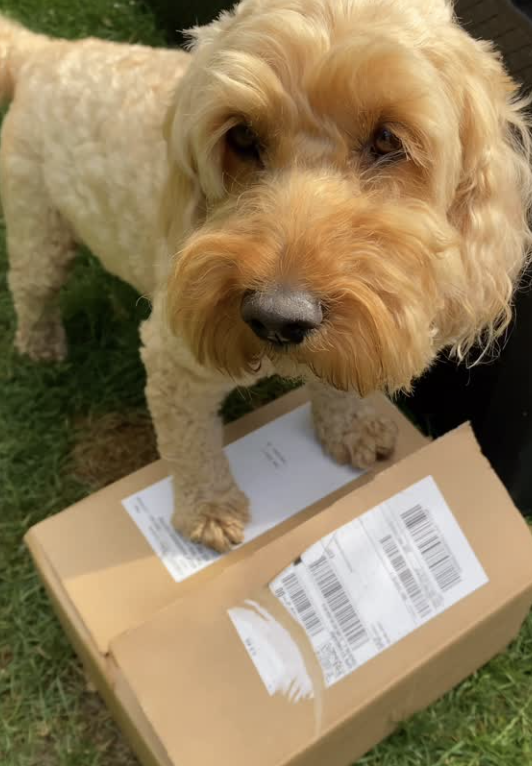 Scooby, my assistant! She works for treats 