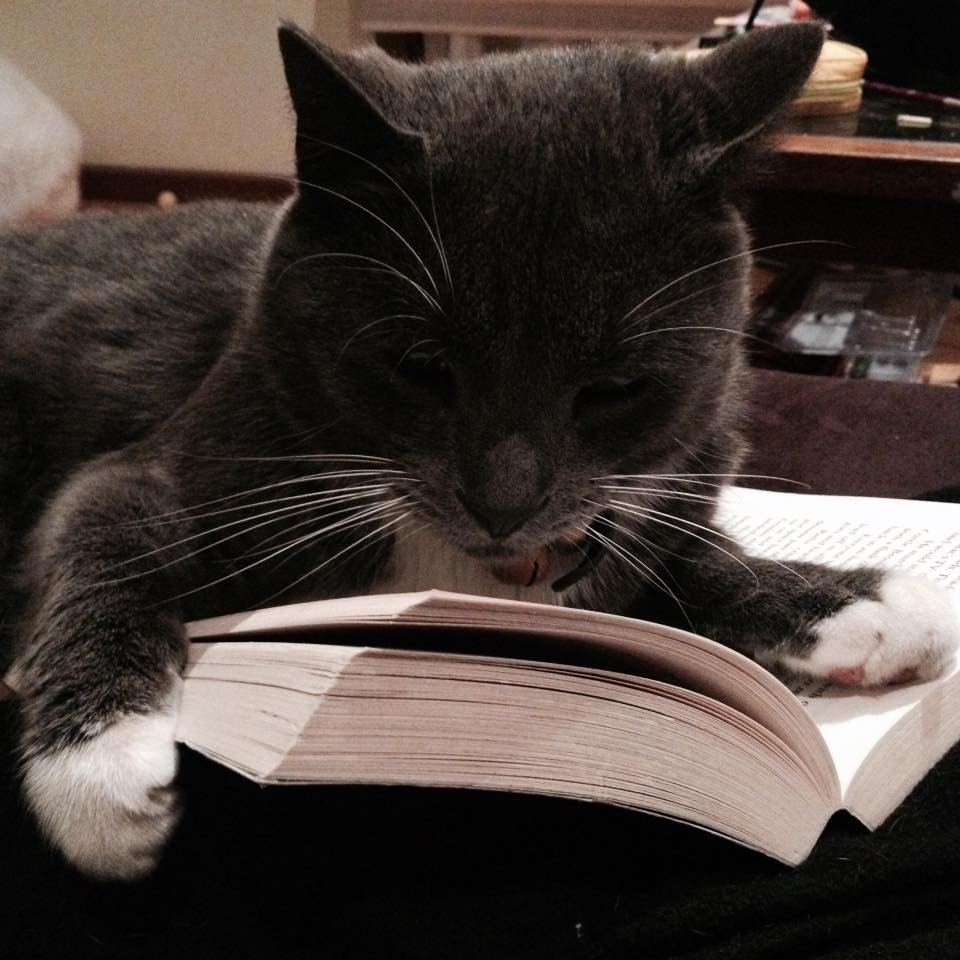 Cats! Books! Cats reading books! What's not to like? And the Winners