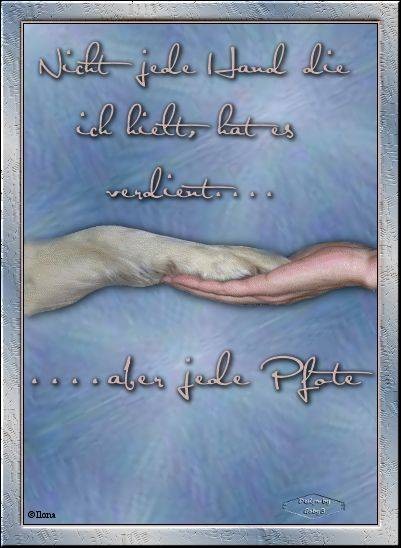 Get Tiere verstehen sprueche Desktop Wallpaper