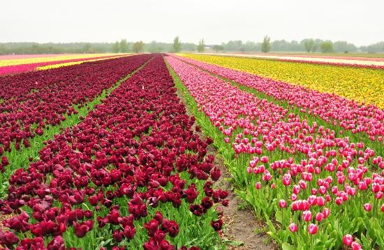 tulipani, in olanda, bella foto