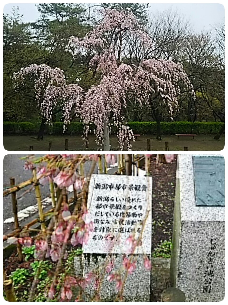 じゅんさい池公園の垂れ桜❤