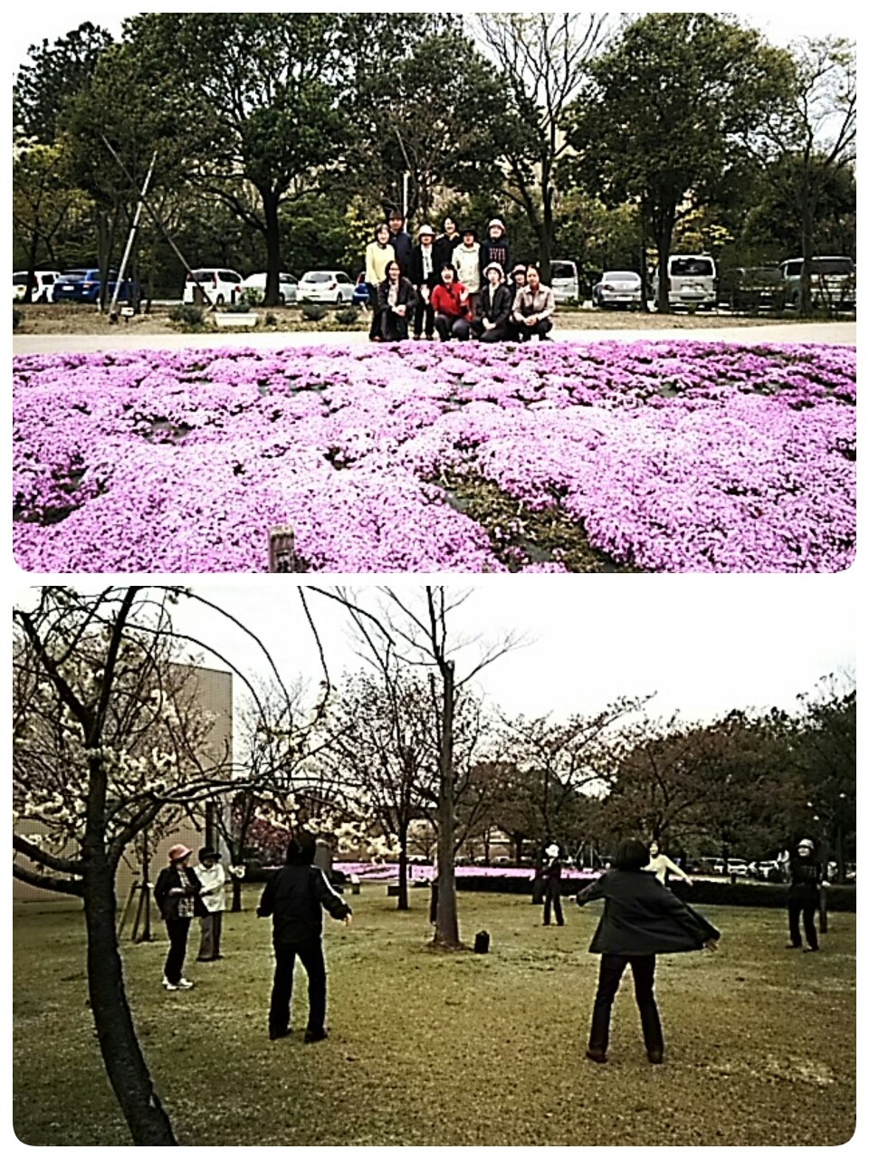 芝桜で、お花見太極拳🎵(*≧∀≦*)