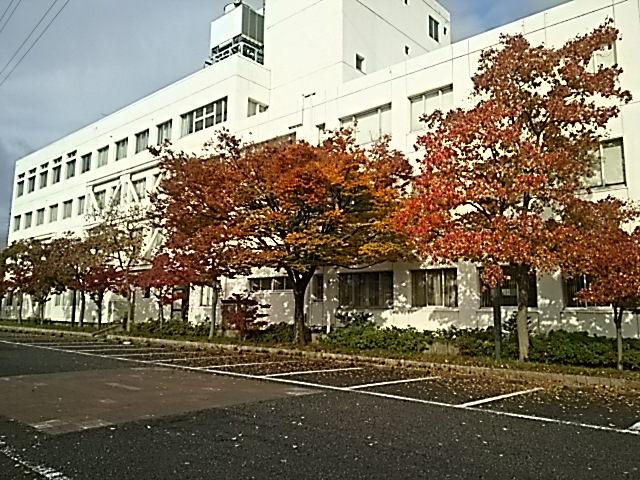 紅葉🍁青空🎵