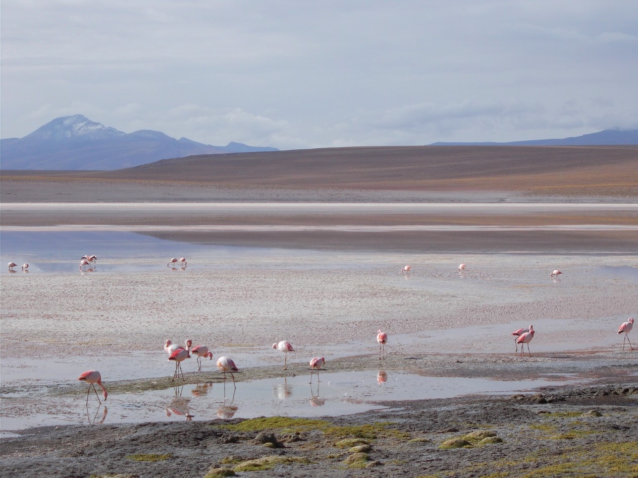 flamands roses