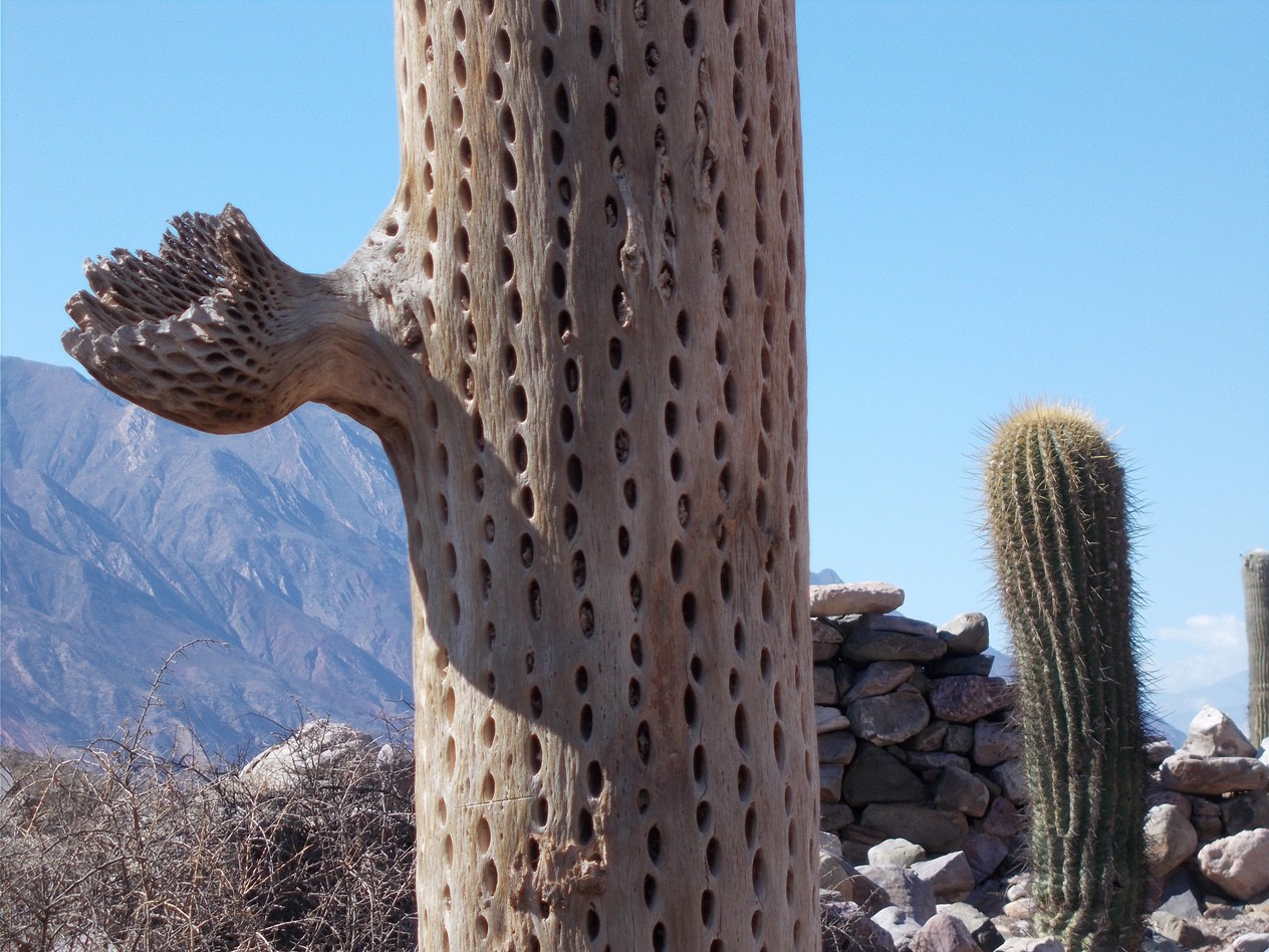 colonne centrale du cactus