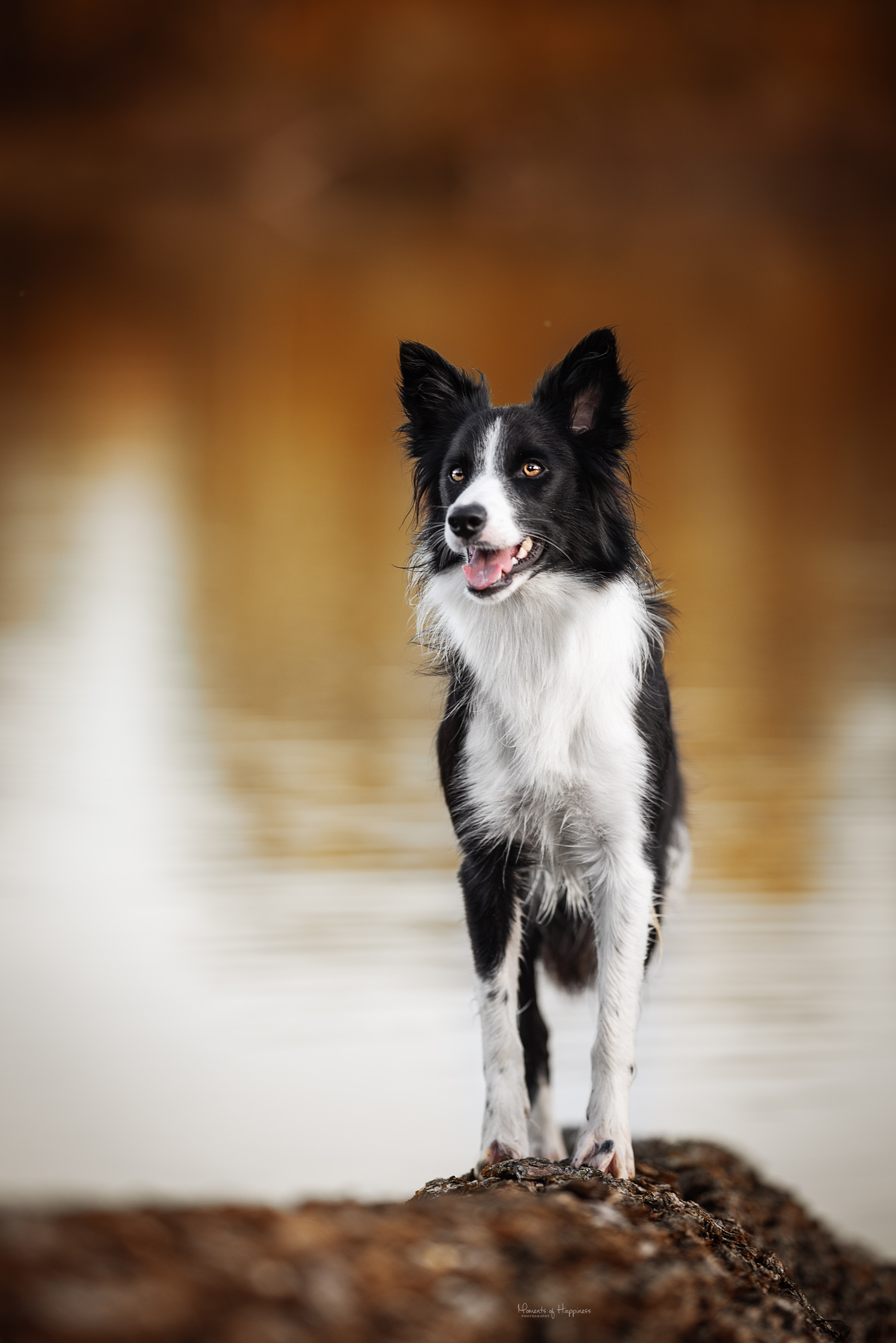 Zola - Border Collie Kennel "Keen Workers"