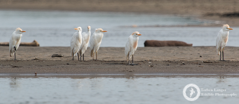 Bubulcus ibis / Cattle Egret / Kuhreiher