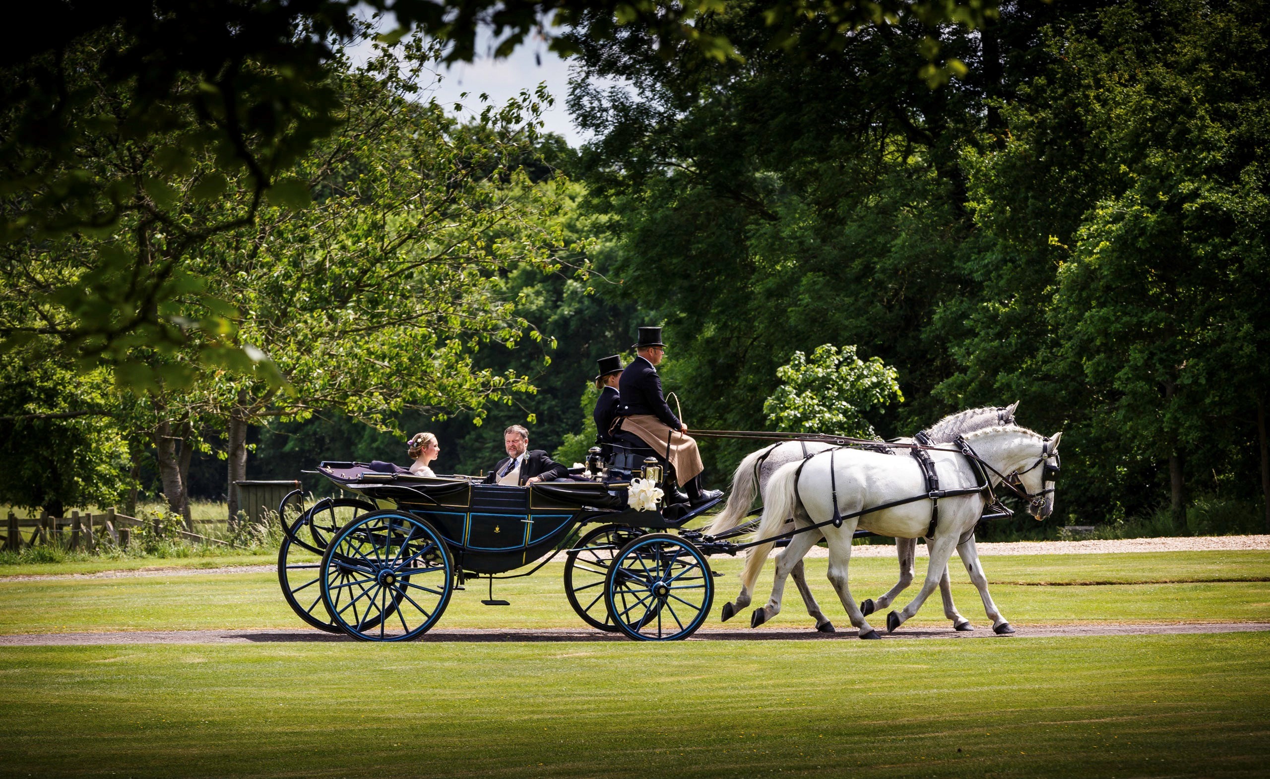 D K Carriage Horses Testimonials D K Carriage Horses Horse and