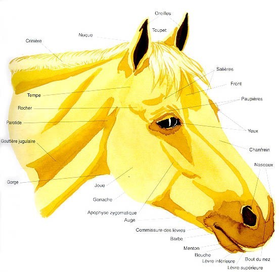 Galop 3 Site de fermeequestrelartigou — free download