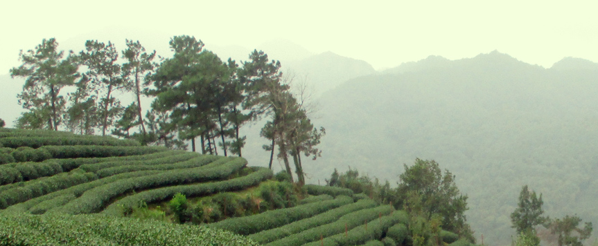 <span class="droite"><h7><br /><br />&nbsp;La culture du th&eacute; dans la&nbsp;<br />&nbsp;montagne de Long Jing,&nbsp;<br />&nbsp;est affin&eacute;e depuis l'antiquit&eacute;&nbsp;</h7></span>