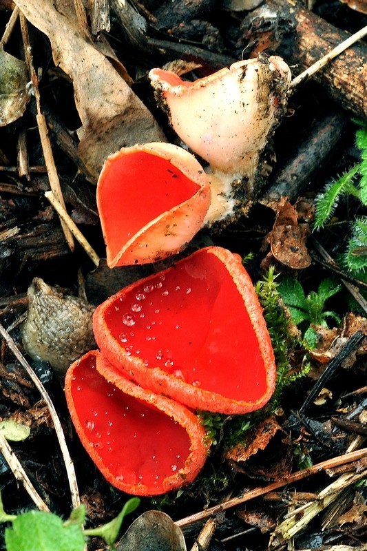 Sarcoscypha coccinea (Jacq.) Boudier  (NON COMMESTIBILE)              Foto Emilio Pini