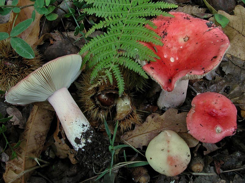 Russula persicina Krombholz (NON COMMESTIBILE)              Foto Emilio Pini