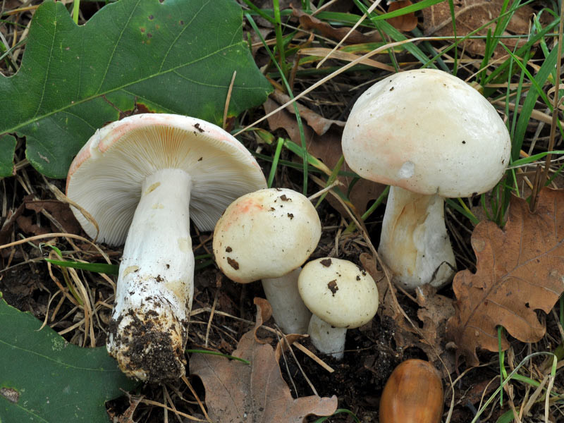 Russula persicina Krombholz (NON COMMESTIBILE)              Foto Emilio Pini