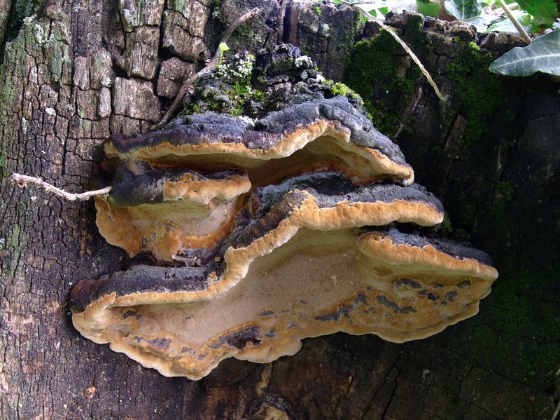 Phellinus torulosus (Pers.) Bourdot & Galzin (NON COMMESTIBILE) Foto Emilio Pini