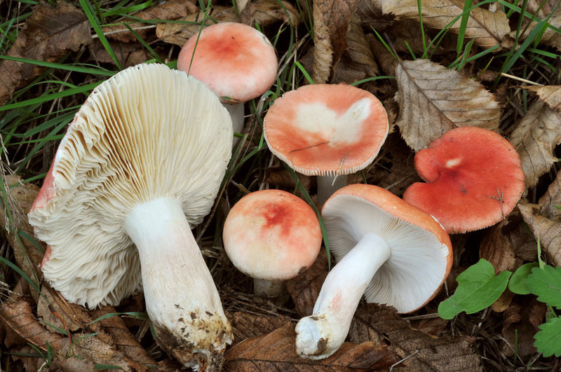 Russula persicina Krombholz (NON COMMESTIBILE)              Foto Emilio Pini