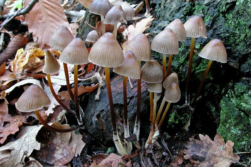 Mycena inclinata (Fr.) Quélet (NON COMMESTIBILE) Foto Emilio Pini