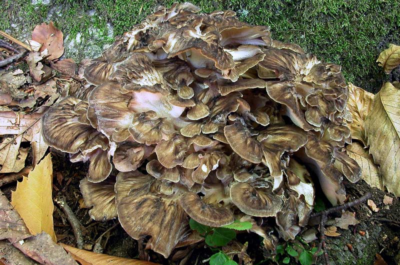 Grifola frondosa gruppomicologicocrema JimdoPage!