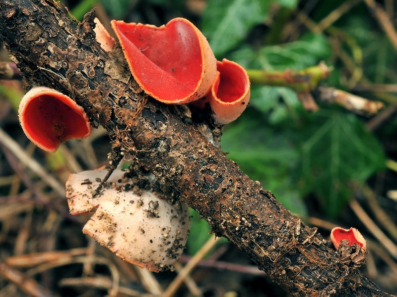 Sarcoscypha coccinea (Jacq.) Boudier  (NON COMMESTIBILE)              Foto Emilio Pini