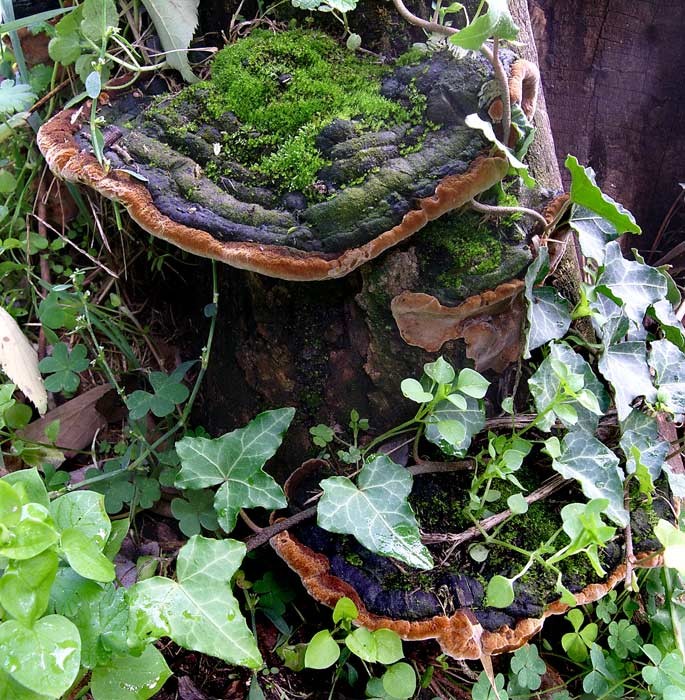 Phellinus torulosus (Pers.) Bourdot & Galzin (NON COMMESTIBILE) Foto Emilio Pini