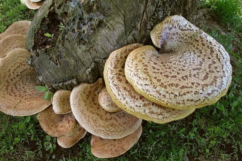 Polyporus squamosus (Huds.) Fries (COMMESTIBILE) Foto Emilio Pini