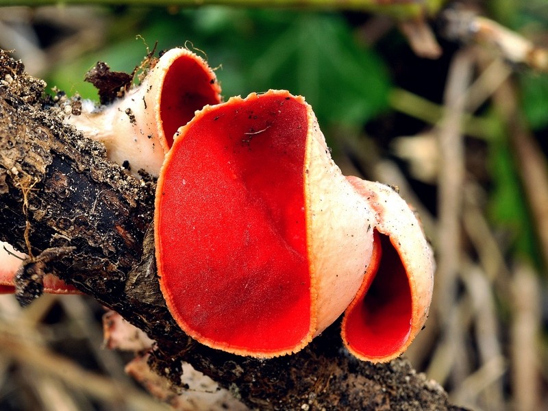 Sarcoscypha coccinea (Jacq.) Boudier  (NON COMMESTIBILE)              Foto Emilio Pini