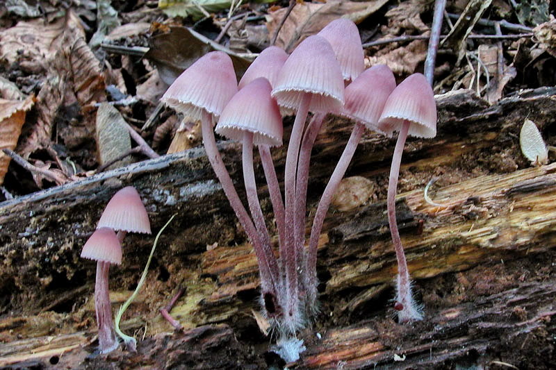 Mycena haematopus (Pers.) P. Kummer (NON COMMESTIBILE)