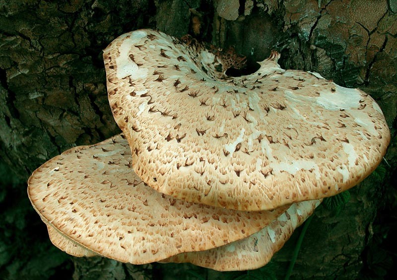 Polyporus squamosus (Huds.) Fries (COMMESTIBILE) Foto Emilio Pini