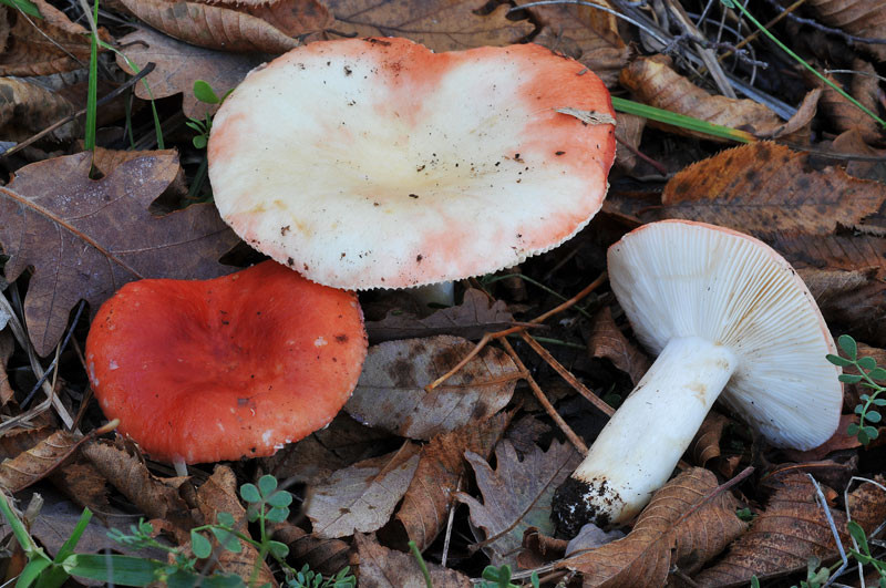 Russula persicina Krombholz (NON COMMESTIBILE)              Foto Emilio Pini