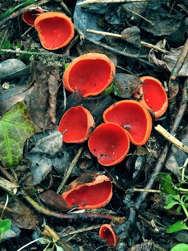 Sarcoscypha coccinea (Jacq.) Boudier  (NON COMMESTIBILE)              Foto Emilio Pini