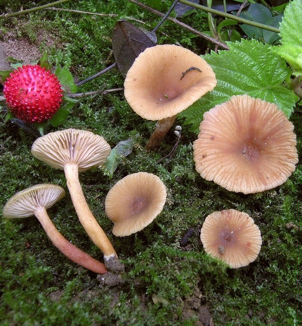 Lactarius obscuratus (Lasch) Fries (NON COMMESTIBILE) Foto Emilio Pini