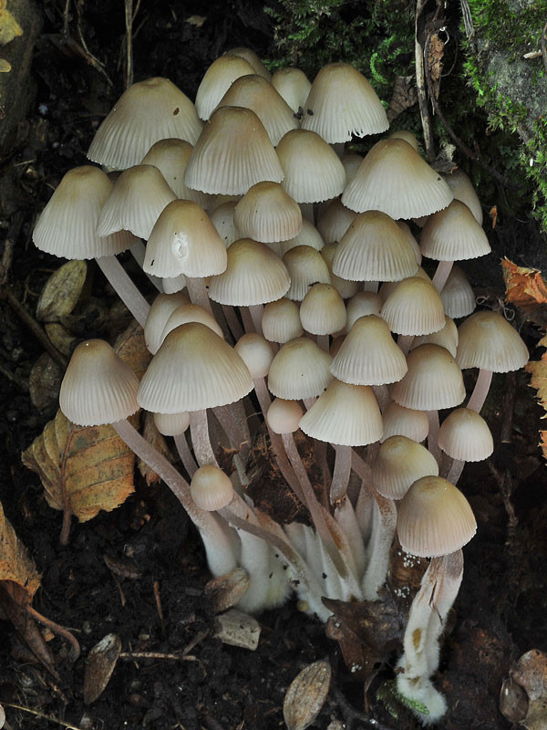 Mycena inclinata (Fr.) Quélet (NON COMMESTIBILE) Foto Emilio Pini