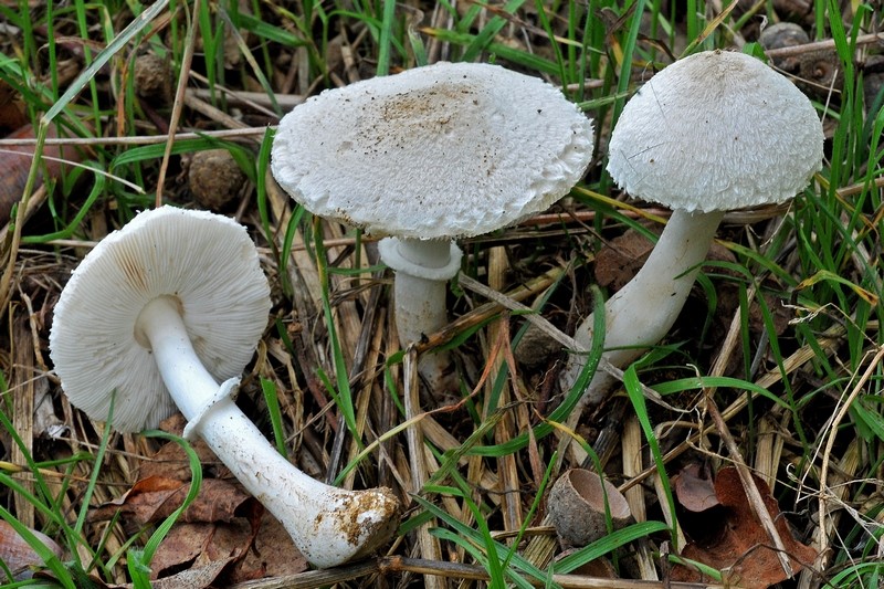 Leucoagaricus leucotithes (Vittad.) Wasser (NON COMMESTIBILE) Foto Emilio Pini