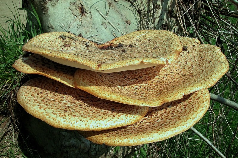 Polyporus squamosus (Huds.) Fries (COMMESTIBILE) Foto Emilio Pini