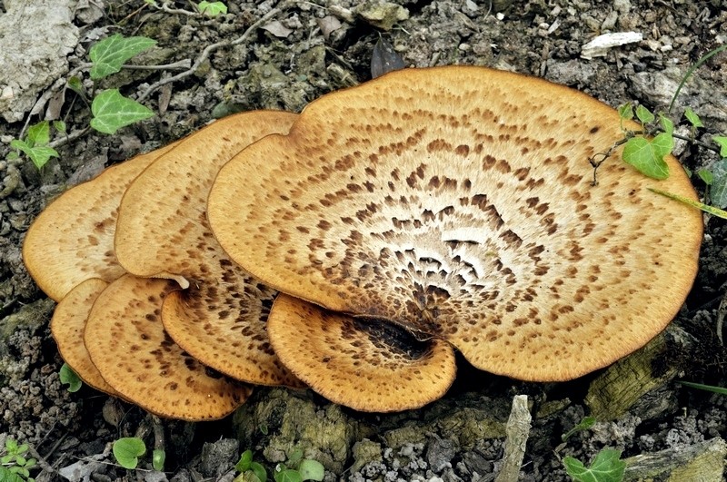 Polyporus squamosus (Huds.) Fries (COMMESTIBILE) Foto Emilio Pini