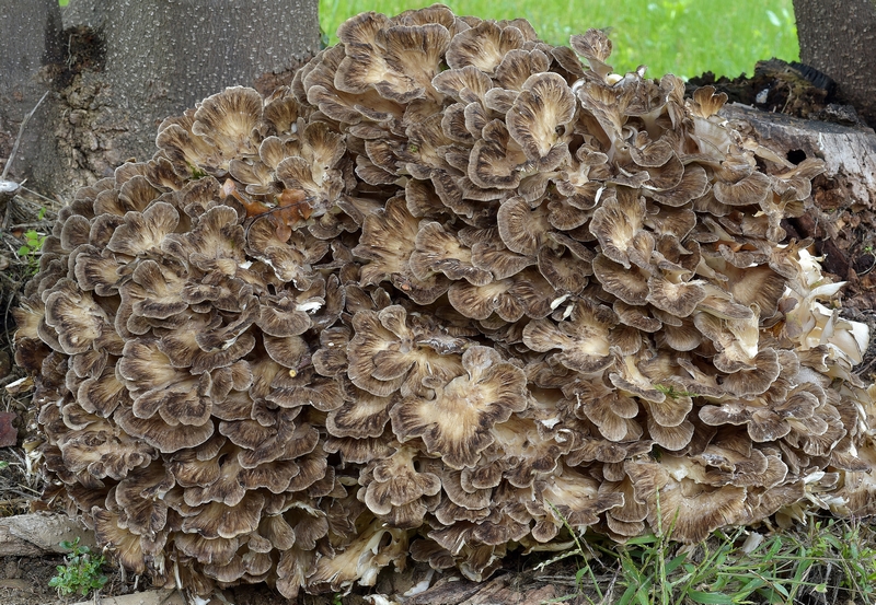 Grifola frondosa gruppomicologicocrema JimdoPage!