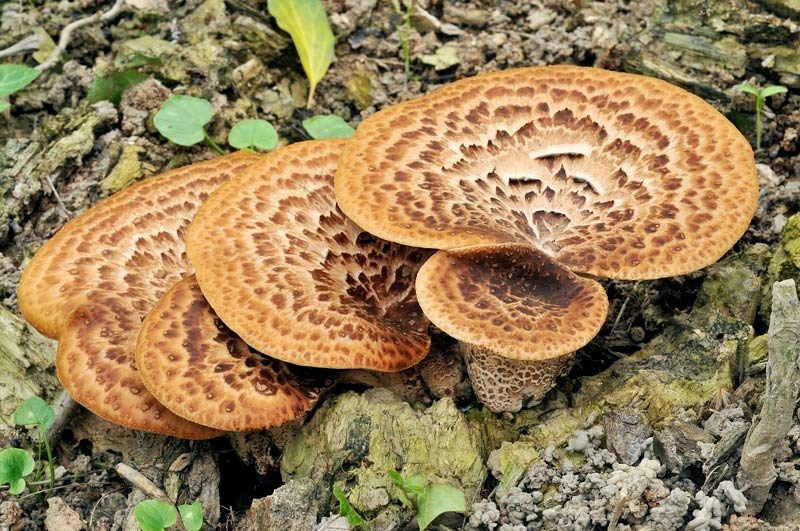 Polyporus squamosus (Huds.) Fries (COMMESTIBILE) Foto Emilio Pini