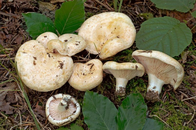 Lactarius acerrimus Britzelmann Foto Emilio Pini