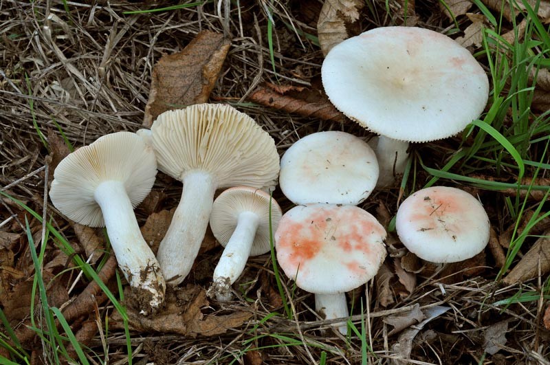 Russula persicina Krombholz (NON COMMESTIBILE)              Foto Emilio Pini